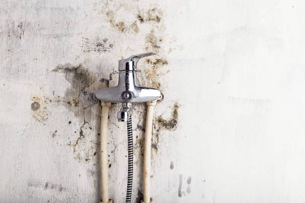 Best Fast Mold Removal  in Riverview, MI