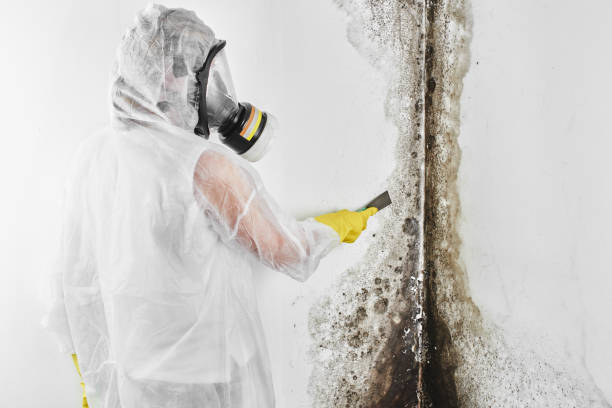 Best Mold Testing  in Riverview, MI