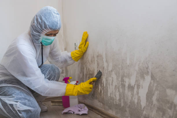 Attic Mold Removal in Riverview, MI