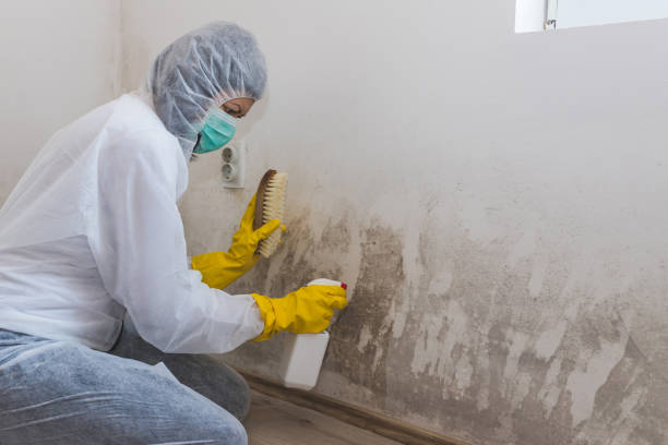 Best Mold Cleaning Services  in Riverview, MI