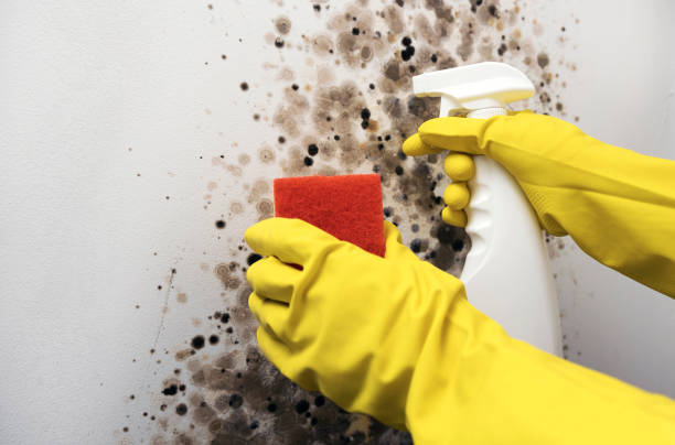 Best Attic Mold Removal  in Riverview, MI