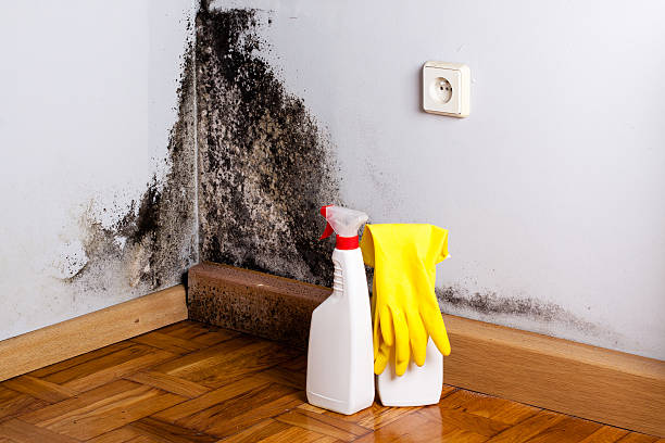 Best Local Mold Removal Service  in Riverview, MI